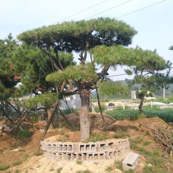 大型造型黑松基地批發-秀景園林規格齊全