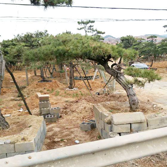 泰山平頂松多少錢一棵，優惠的泰山平頂松出售