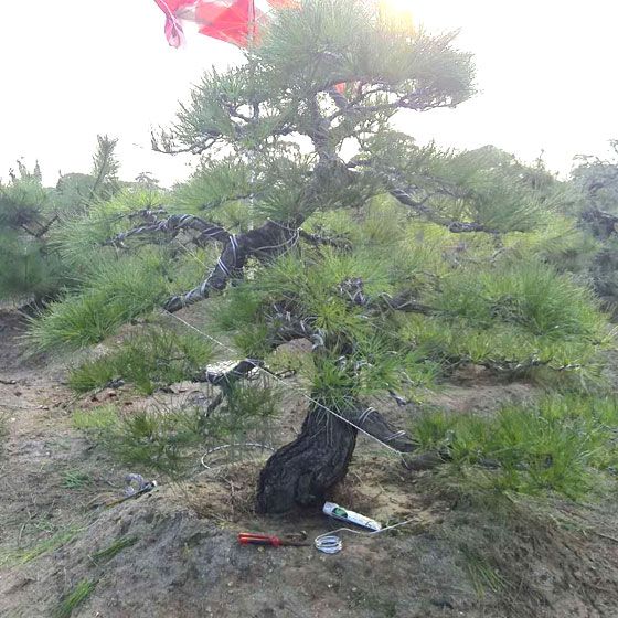 淄博造型黑松_造型黑松批發(fā)|造型黑松基地