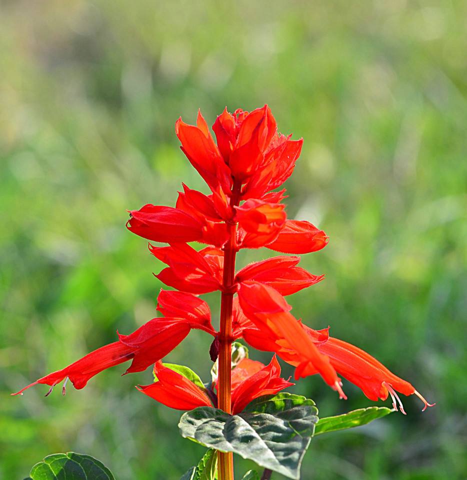 山東一串紅供應-長期供應一串紅